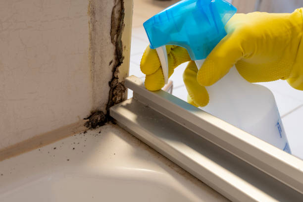 Best Attic Mold Remediation in Crewe, VA