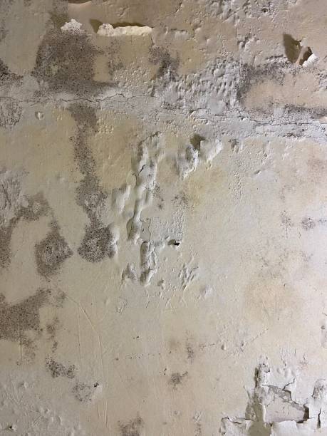 Best Attic Mold Remediation in Crewe, VA