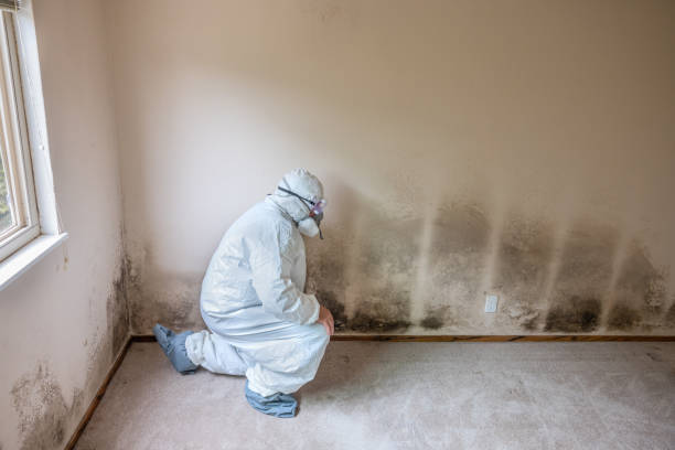 Best Localized Mold Remediation (e.g., coastal areas, humid climates) in Crewe, VA