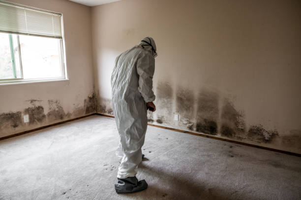 Best DIY Mold Remediation Support Services in Crewe, VA