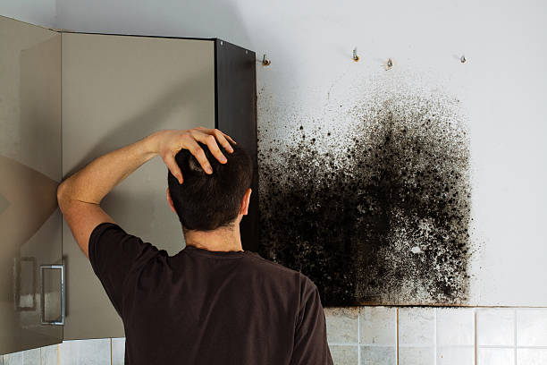 Best Insurance-Related Mold Remediation in Crewe, VA