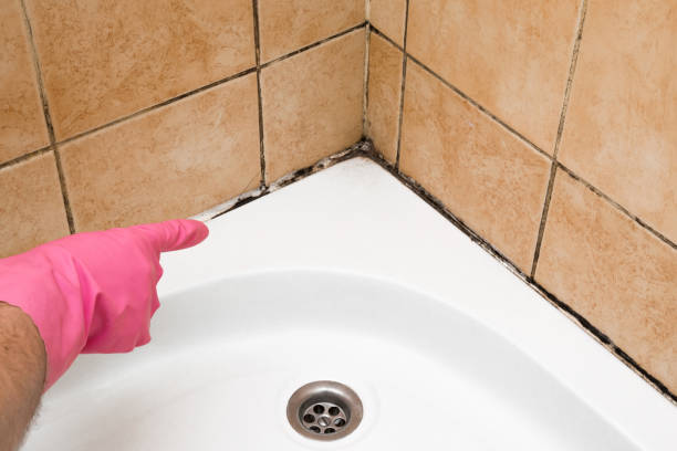 Best Preventive Mold Services in Crewe, VA