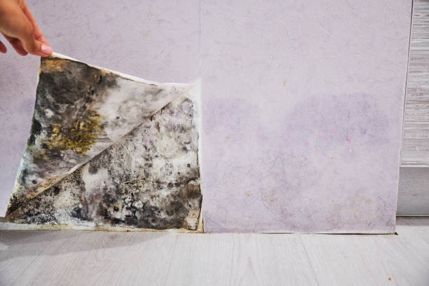 Best Health and Safety Mold Remediation in Crewe, VA